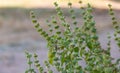 Hairy Basil Scientific name: Ocimum Ãâ citriodourum